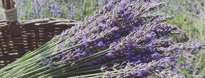 Pleasant Valley Lavender is one of Locais curtidos por Cynthia.
