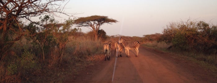 Zululand safari lodge is one of สถานที่ที่ Orietta ถูกใจ.