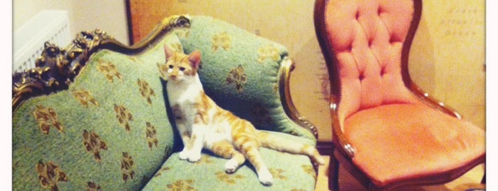 Lady Dinah's Cat Emporium is one of Posti salvati di ThePlasticDiaries.com.
