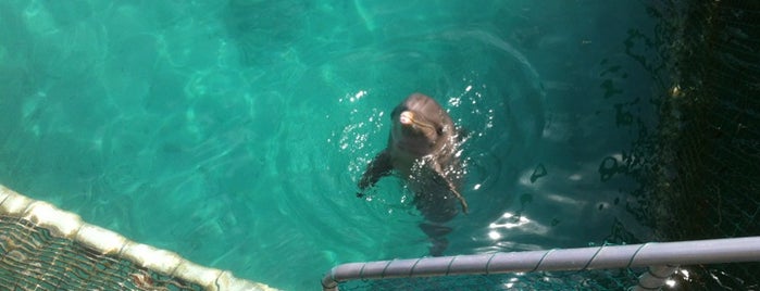 Dolphin Discovery Garrafon Ferry is one of CANCUN.