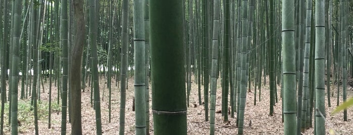 Arashiyama Bamboo Grove is one of Kyoto.