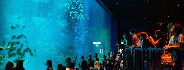 S.E.A. Aquarium is one of Singapore.