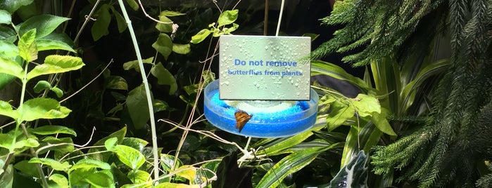 The Butterfly Conservatory at the American Museum of Natural History is one of NY 🗽.