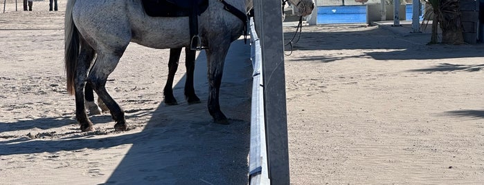 La Tartana is one of Senigallia favorites.