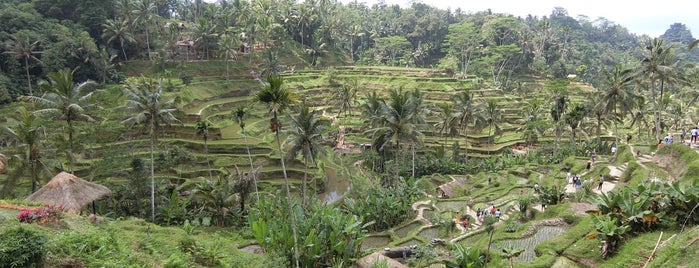 Tegallalang Rice Terraces is one of Tempat yang Disukai Y.