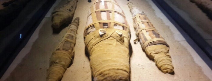The Crocodile Museum is one of Egito.
