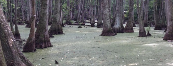 Cypress Swamp is one of Tempat yang Disukai Scott.