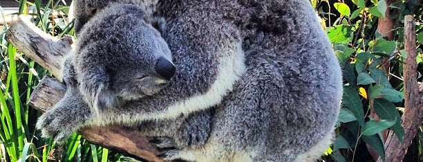 WILD LIFE Sydney Zoo is one of Sydney's must be places.