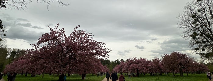 Cerisiers Japonais is one of Lugares favoritos de Marc.