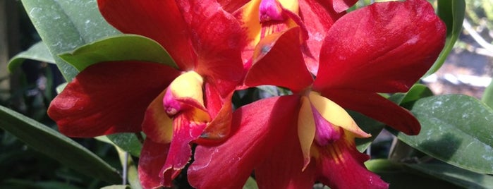 Palmer Orchids is one of Lugares favoritos de Bev.