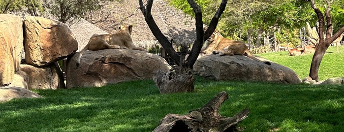 BIOPARC Valencia is one of Must-visit Great Outdoors in Valencia.