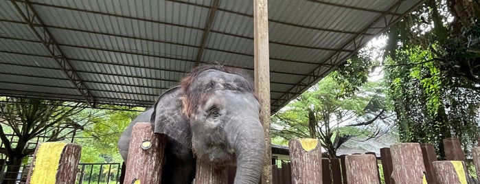 Kuala Gandah Elephant Sanctuary is one of Bentong.