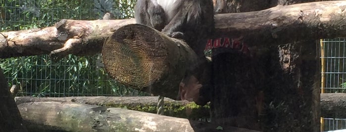 Primates Exhibit is one of Lugares favoritos de Jennifer.