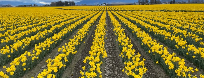 Skagit Valley is one of Seattle.