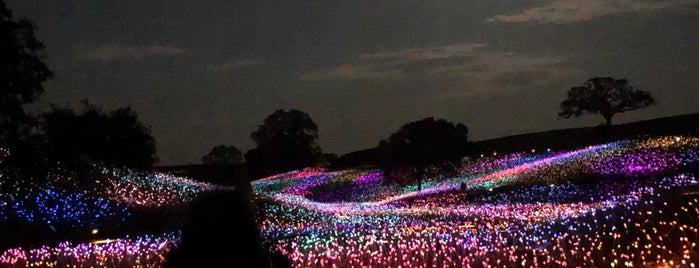 Bruce Munro: Field Of Light At Sensorio is one of california dreaming.