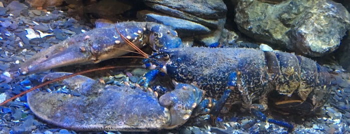 The National Lobster Hatchery is one of สถานที่ที่ Plwm ถูกใจ.