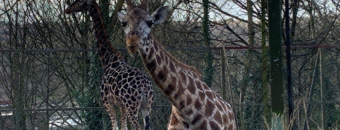 Dudley Zoo & Castle is one of UK Zoo's.