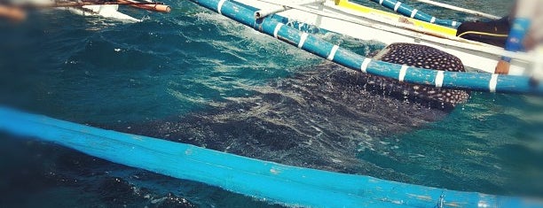 Oslob Whale Shark Watching is one of Locais curtidos por SV.