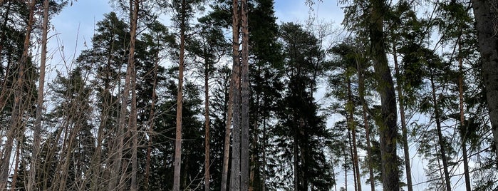 Переделкинский лес is one of Posti salvati di Елизавета.