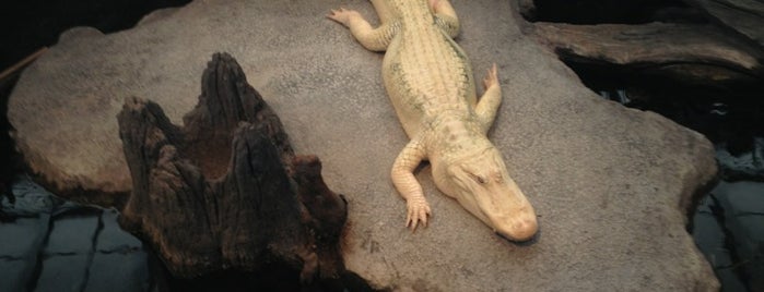 Claude the Albino Alligator is one of San Francisco 2013.