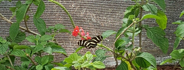 Butterflies on the Go is one of Epcot International Flower & Garden Festival.