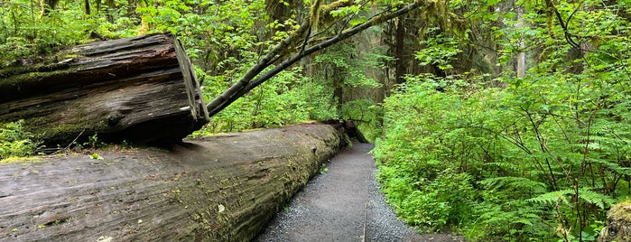 Hoh Rainforest Visitor Center is one of Samさんの保存済みスポット.
