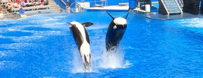 Shamu Rocks is one of All-time favorites in United States.
