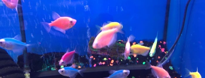 Tong's Tropical Fish & Pets is one of Dave : понравившиеся места.