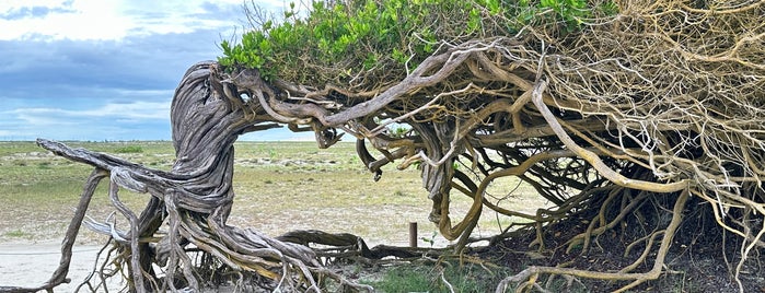 Árvore da Preguiça is one of Nordeste de Brasil - 1.