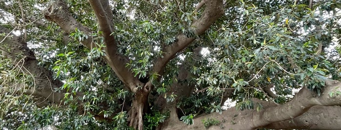 Plaza Intendente Torcuato de Alvear is one of Lieux qui ont plu à Any.