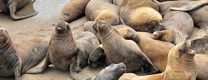 Reserva de Lobos Marinos is one of MDQ.