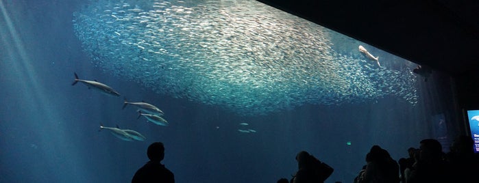 Monterey Bay Aquarium is one of Monterey Spots.