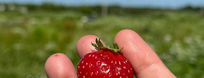 Windy Acres Farm is one of Long Island + North Fork.