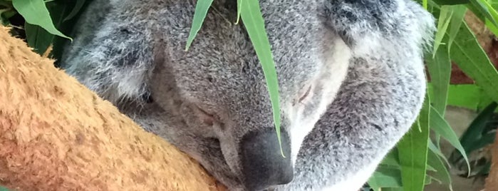 Koala Knockabout is one of Orte, die Lizzie gefallen.