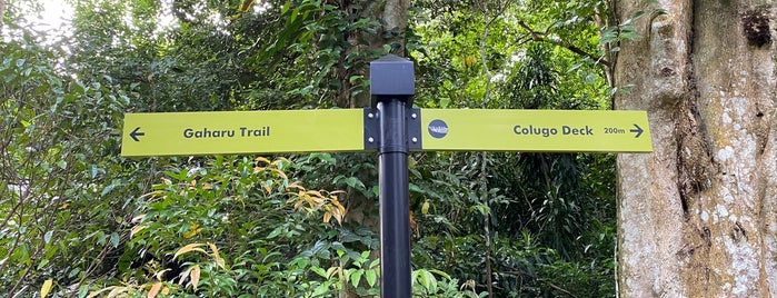 Gaharu Trail | Rifle Range Nature Park is one of Hiking Trail.