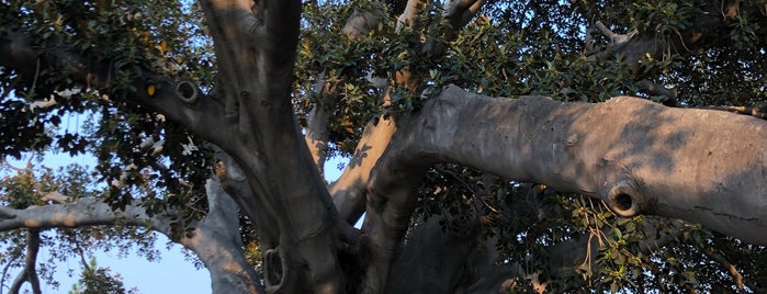 Moreton Bay Fig Tree is one of Tempat yang Disukai Jacquelin.