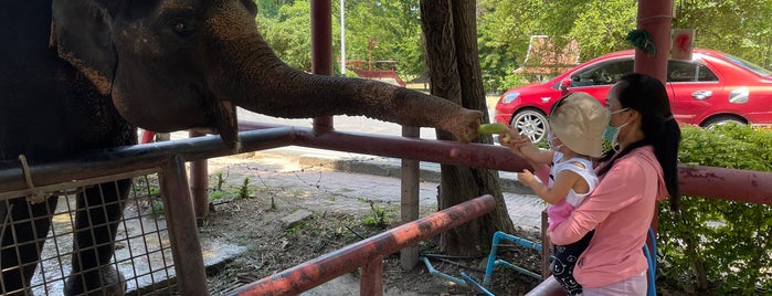 Ayutthaya Elephant Camp is one of Lugares favoritos de Yodpha.