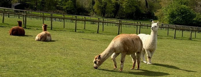 Bocketts Farm Park is one of Surrey.