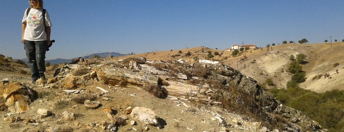 Pelitçik fosil ağaç jeositi is one of Orte, die Onur gefallen.