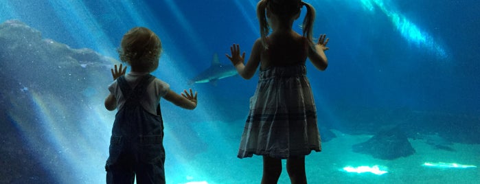 Maui Ocean Center, The Hawaiian Aquarium is one of Maui's Most Memorable.