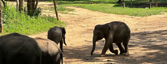 Elephant Transit Home and Information Centre is one of SRI LANKA.
