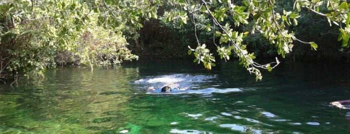 Cenote Xcacel is one of México (Riviera Maya).