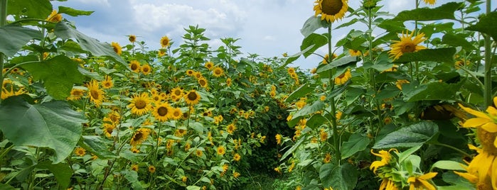 Sweetfields Farm (Sunflower Maze) is one of Kimmieさんの保存済みスポット.