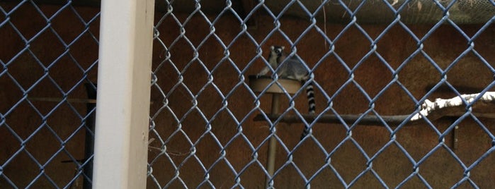 Lemurs is one of Tempat yang Disukai Ryan.