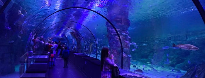 ViaSea Aquarium is one of 2tek1cift 님이 좋아한 장소.