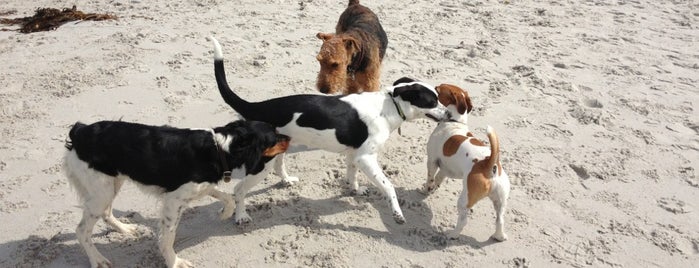 Carmel Beach City Park is one of Dog-Friendly Monterey Peninsula.