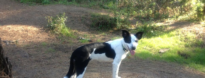 Rip Van Winkle Open Space is one of Dog-Friendly Monterey Peninsula.