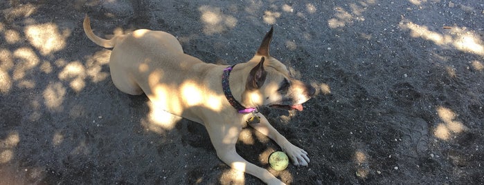 Shaw Dog Park is one of The Neighborhood.