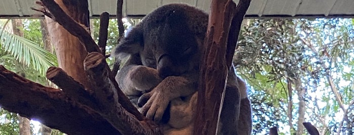 Lone Pine Koala Sanctuary is one of OZ.