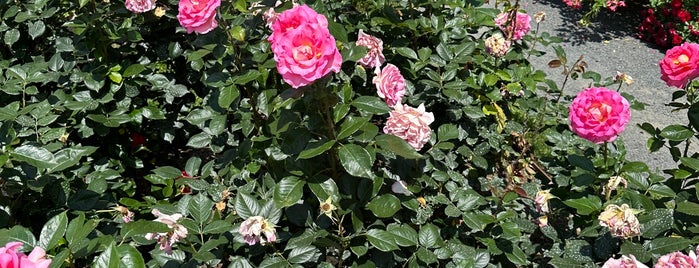 Peggy Rockefeller Rose Garden is one of NYC.